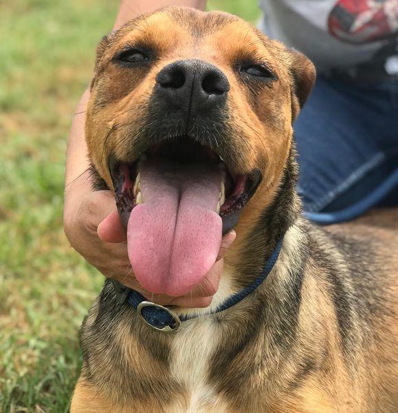 Mango, il cagnolino che si mette in posa Foto 4