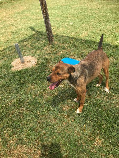 Mango, il cagnolino che si mette in posa Foto 5