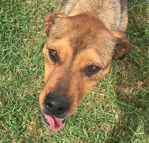 Mango, il cagnolino che si mette in posa Foto 6