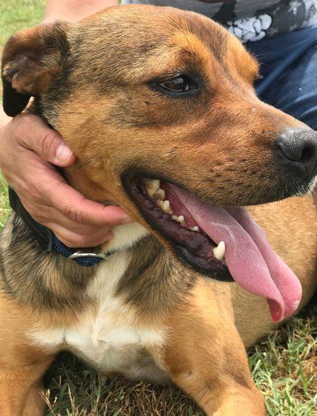 Mango, il cagnolino che si mette in posa Foto 8