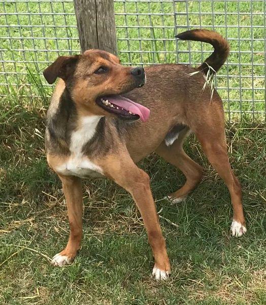 Mango, il cagnolino che si mette in posa Foto 9