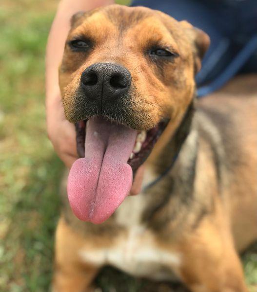 Mango, il cagnolino che si mette in posa Foto 11