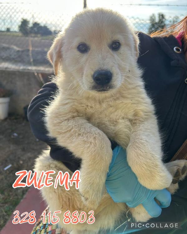 Zulema🌹🌹