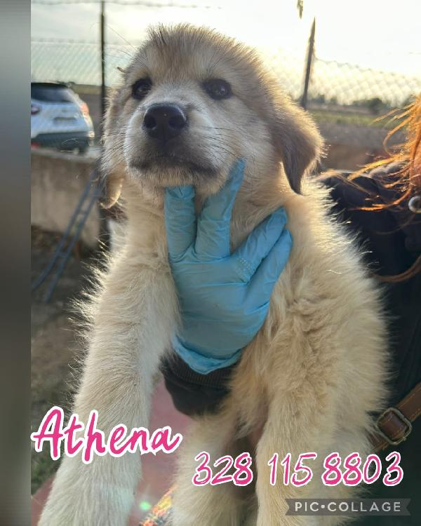 Athena😍🦴