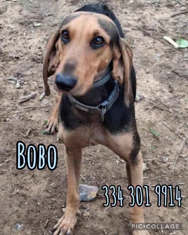 Bobo 🩵 