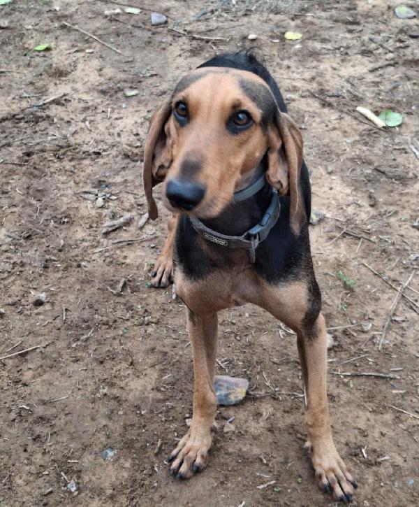 Bobo...🐕✨ Foto 5
