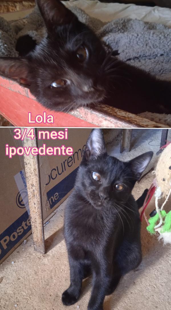 Miciottini meravigliosi Foto 3