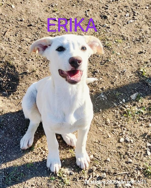 Erika Una Dolcissima Cucciola Da Adottare 