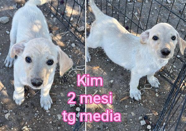 Emergenza cucciolotti Foto 8