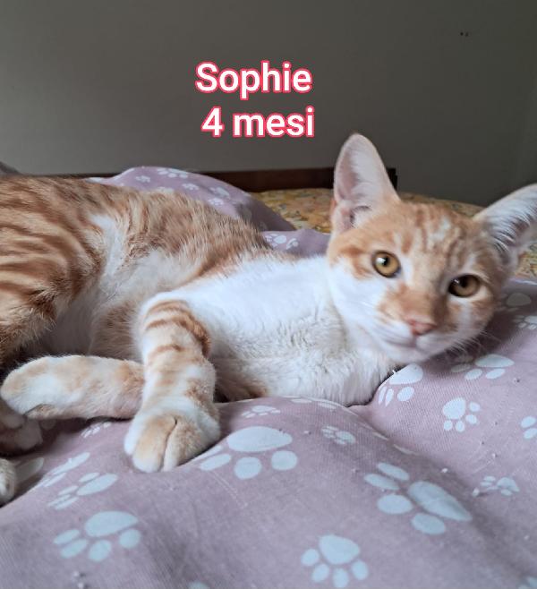 Siamo sommerse dai gattini  Foto 6
