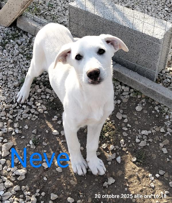 Neve Il Cucciolo Dagli Occhi Dolci 