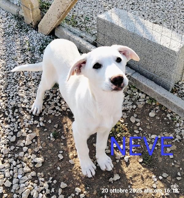 Neve il cucciolo dagli occhi dolci  Foto 2