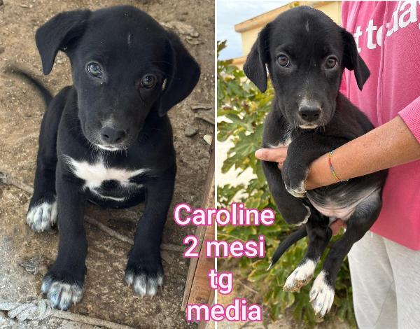 2 Mesi: Emergenza Cuccioli 