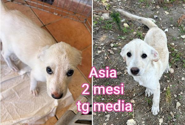 2 mesi: emergenza cuccioli  Foto 5