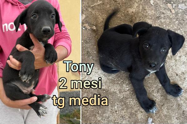2 mesi: emergenza cuccioli  Foto 7