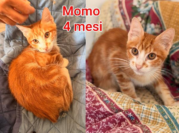 Adozioni Gattini Bisognosi 