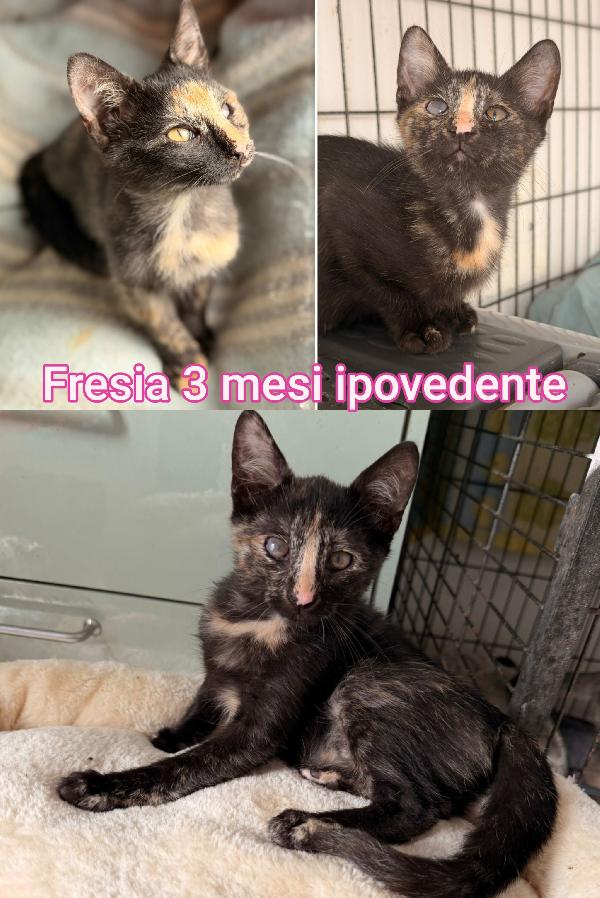 ADOZIONI GATTINI BISOGNOSI  Foto 2