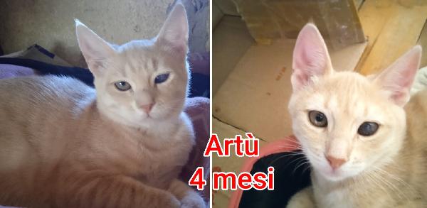 ADOZIONI GATTINI BISOGNOSI  Foto 3