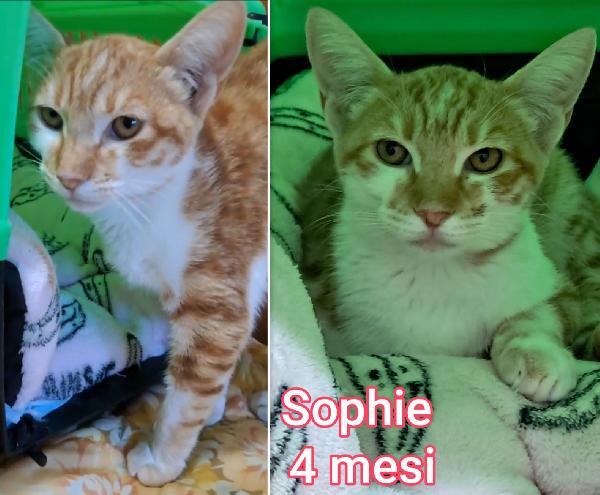 ADOZIONI GATTINI BISOGNOSI  Foto 6