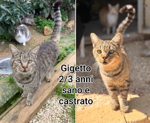 ADOZIONI GATTINI BISOGNOSI  Foto 8