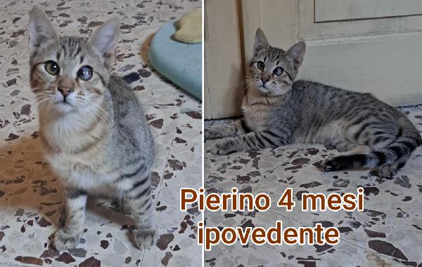 ADOZIONI GATTINI BISOGNOSI  Foto 9