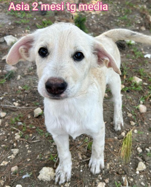 Cuccioli buttati a morire  Foto 3