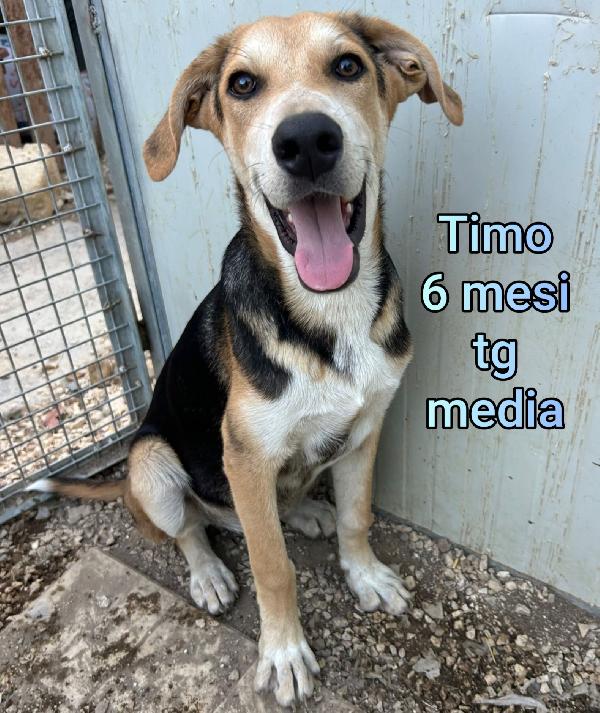 Cuccioli buttati a morire  Foto 8