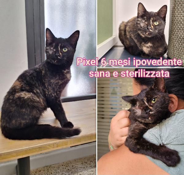 TANTI MICINI SOLI  Foto 4