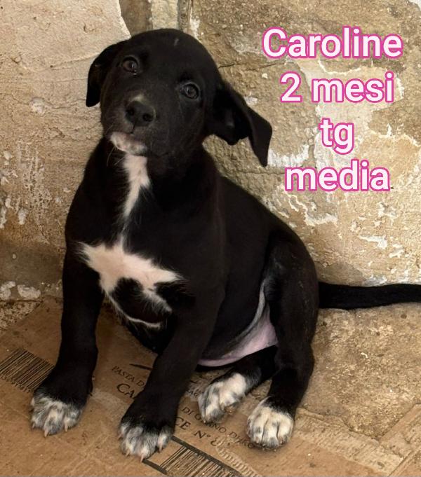 Cucciolotti Da Salvare