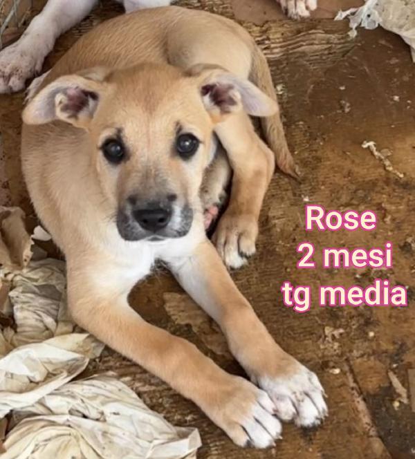 CUCCIOLOTTI DA SALVARE Foto 7