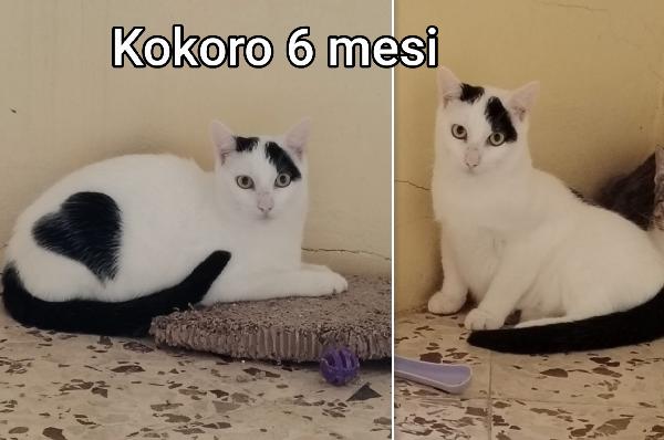 MIAO: MICETTI ADOZIONI Foto 5