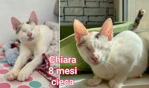 MIAO: MICETTI ADOZIONI Foto 7