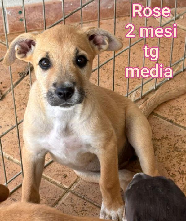 Ancora Troppi Cuccioli Senza Famiglia 