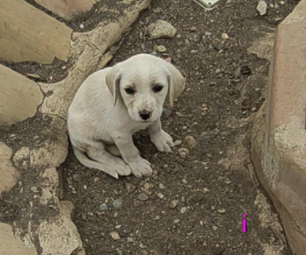 “Ipazia, una piccola vita in cerca di amore” Foto 8