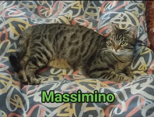 Micio Tigrato 1Anno Dolcissimo Roma Sos
