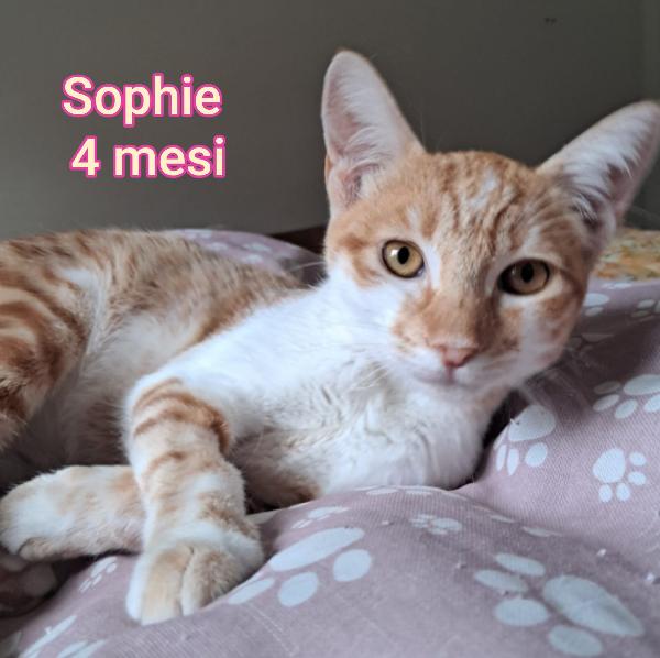 ADOTTA UN GATTINO  Foto 3
