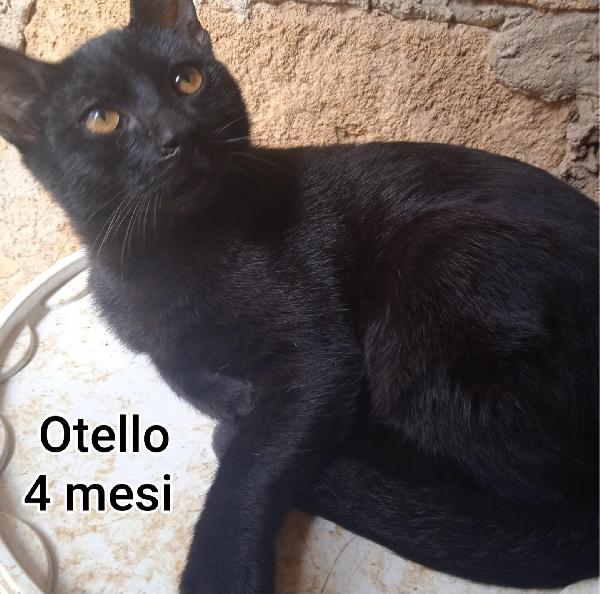ADOTTA UN GATTINO  Foto 4