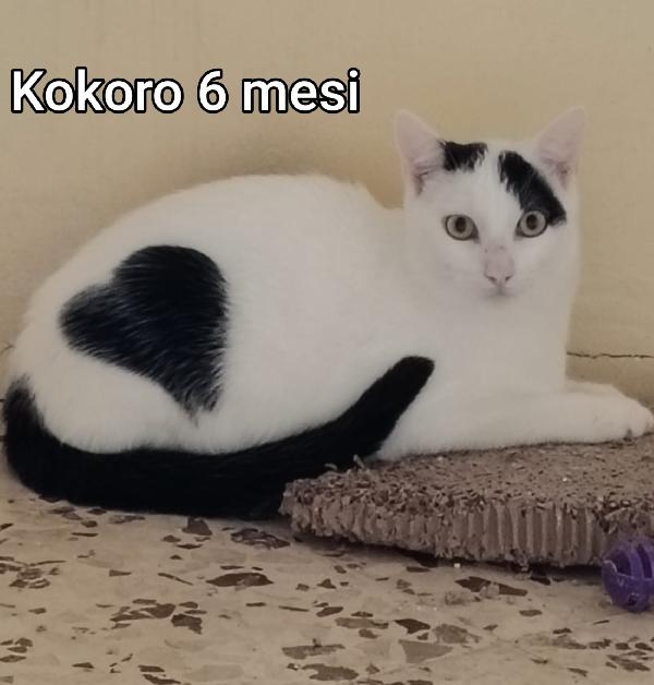 ADOTTA UN GATTINO  Foto 6