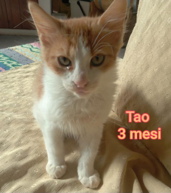 ADOTTA UN GATTINO  Foto 7