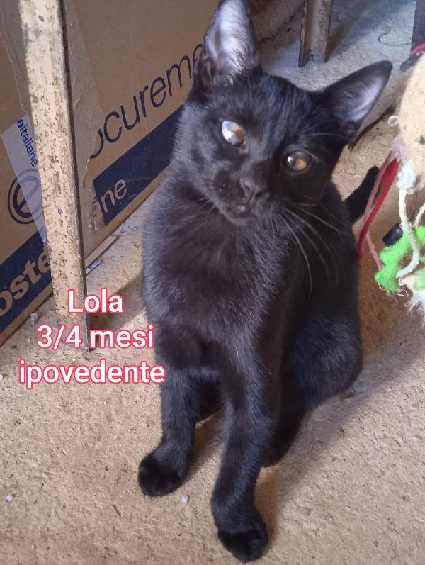 ADOTTA UN GATTINO  Foto 9