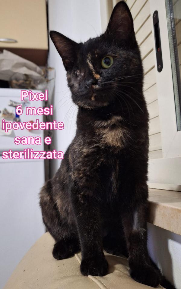 ADOTTA UN GATTINO  Foto 10