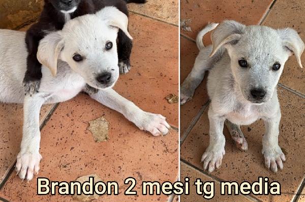SALVA UN CUCCIOLO! Foto 4