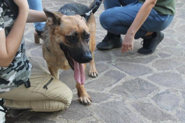 Pastore Tedesco femmina 3anni CIECA SOS SICILIA Foto 3
