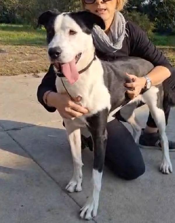 Mix Amstaff femmina oltre 3anni di appelli.CREMONA Foto 2