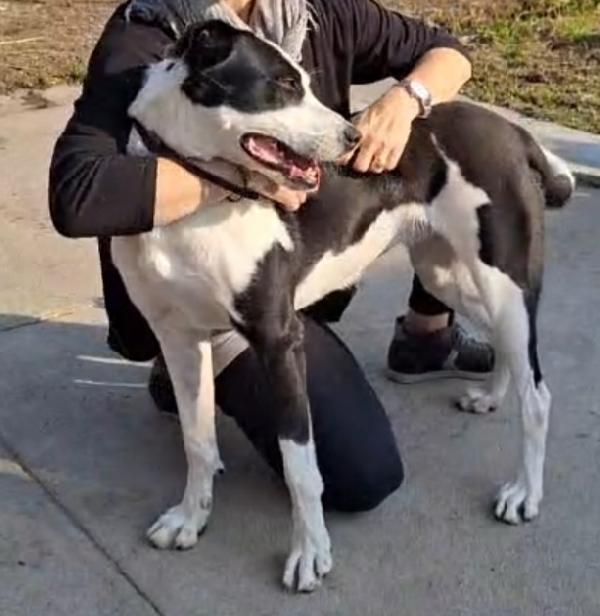 Mix Amstaff femmina oltre 3anni di appelli.CREMONA Foto 3