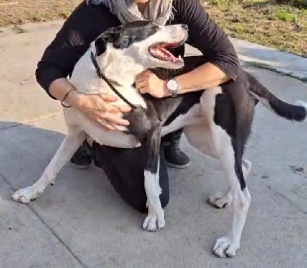 Mix Amstaff femmina oltre 3anni di appelli.CREMONA Foto 4
