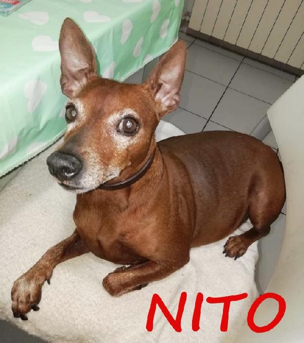 Urgente! Nito, Pinscherino 11 Anni, Nonnino Rimasto Solo E Rischia Il Canile Se Non Trova Una Nuova Famiglia