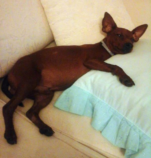 URGENTE! NITO, PINSCHERINO 11 ANNI, NONNINO RIMASTO SOLO E RISCHIA IL CANILE SE NON TROVA UNA NUOVA FAMIGLIA Foto 4