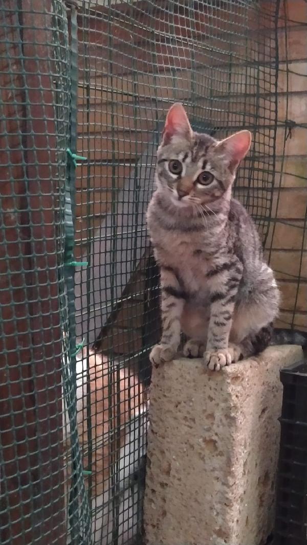 BIMBI: MICINA DI 3 MESI E MEZZO CERCA FAMIGLIA Foto 2