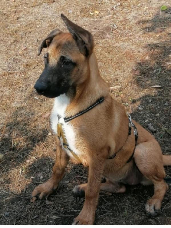 3anni pastorina malinois aspetta casa da sempre NAPOLI  Foto 8